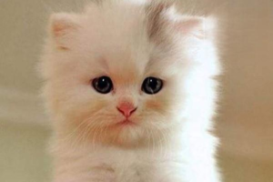 What to Do When Your Cat Vomits: Emergency Steps