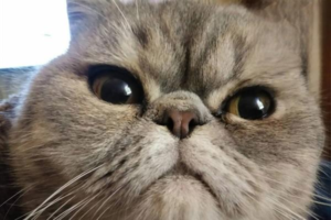 How to Make Up With an Angry Cat
