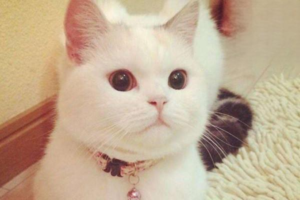 How to Care for a Cat With Heavy Eye Discharge