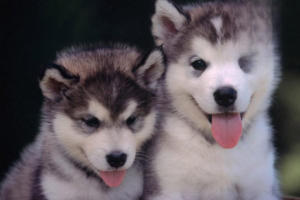 Why Is My Husky’s Nose Peeling?
