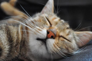 Sprain or Break? How to Tell If Your Cat’s Leg Is Injured