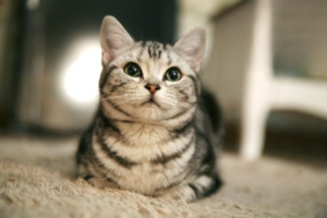 Is Your Cat’s Vomiting a Sign of Illness?