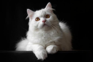 Why Your Cat Won’t Eat Its Food