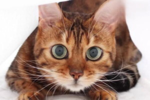 Why Cats Get Soft Stools and Diarrhea β and How to Help