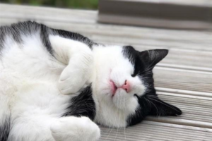 What Foods Can You Feed a Cat?