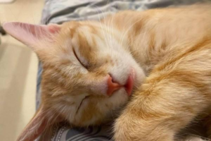 Do Cats Have Blood Types?