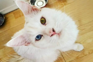 Why Cats Get Stressed β and Why It Matters