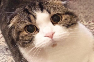 Ear Mites in Cats and Dogs: Symptoms and Treatment