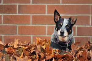 Winter Care Mistakes to Avoid for Dogs