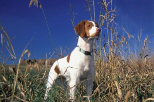 What to Do When Your Dog Won’t Eat, Drink, or Has No Energy