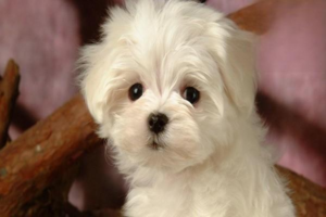 What to Do When Your Dog Has Urinary Stones
