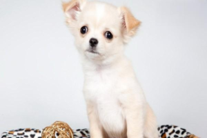 Can Dogs Eat Bones?