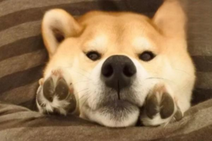 Why Dogs Shouldn’t Eat Cat Food