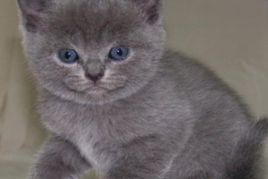 How to Share Great Cat Photos (and Actually Teach Something)