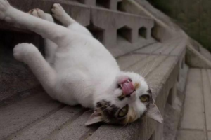What to Do When Your Cat Ignores You