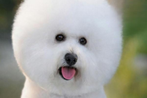 What to Do When Your Dog Is Anxious or Stressed
