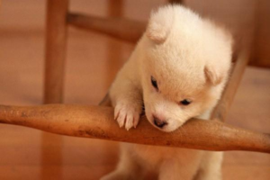 The Dangers of Dogs Climbing Stairs