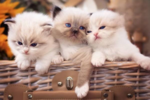 How Much Does It Cost to Keep a Cat Each Month?