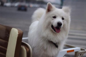 What to Do When Your Dog Eats Things on Walks