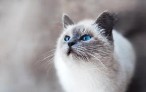 Autumn Pet Care: Three Essentials Your Pet Shouldn’t Miss