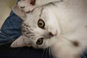 Signs Your Cat Dislikes You