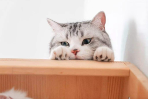 How Much Does It Cost to Keep a Cat Each Month? (Owners Say: Not Much)