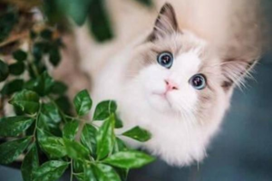Why Your Cat’s Ears and Paws Feel Hot