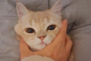 Why Cats Smack Their Lips While Sleeping