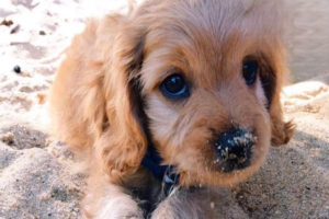 What to Do If Your Dog Eats Amphetamines