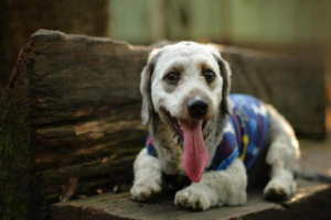 What to Do If Your Dog Gets Frostbite