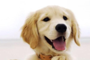 Essential Dog Deworming: What Every Owner Should Know