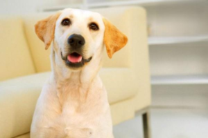 What Happens If Your Dog Is Stung by a Bee