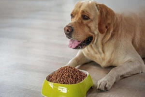 Canine Salmonellosis: A Detailed Overview