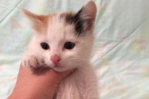 What to Do When a One-Month-Old Kitten Gets Ringworm