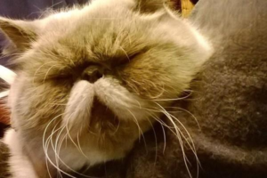 Should You Declaw Your Cat?