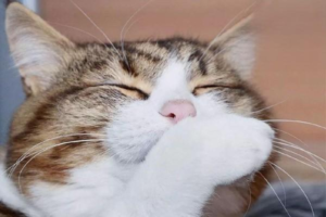 Understanding Food Allergies in Cats
