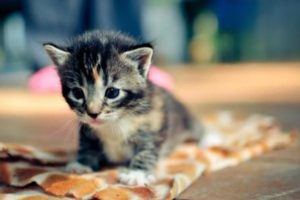 Bringing a New Cat Home: A Starter Guide