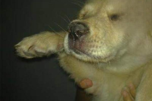 How Long Can a Dog Survive Canine Distemper?