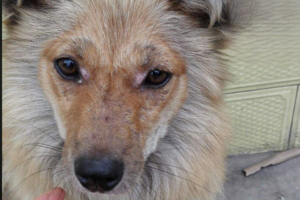 What to Do When Your Dog Has Ringworm on Its Face