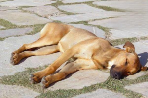Why Is Your Dog Panting Rapidly with a Trembling Belly?