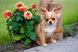 Brachycephalic (Short-Nosed) Syndrome in Dogs: Diagnosis and Treatment