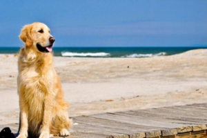 Can Dogs Eat Avocado?