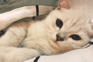 How to Train Your Cat to Use the Litter Box