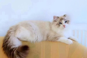 How Do Cats Communicate?