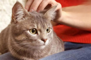 Cat Anatomy and Nutritional Requirements