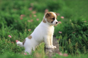 What to Know About Puppy Vaccinations