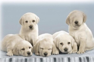 Should You Sedate Your Dog for a Flight?