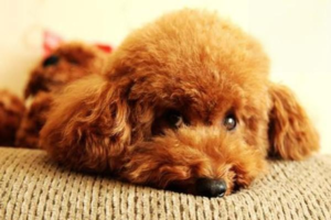 Can Dogs Get Diabetes?