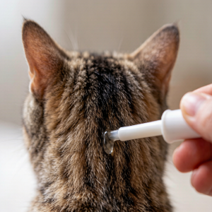 How to Use Revolution (Selamectin) on Cats