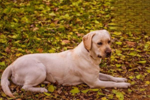 Dry Eye (Keratoconjunctivitis Sicca) in Dogs: Symptoms and Treatment